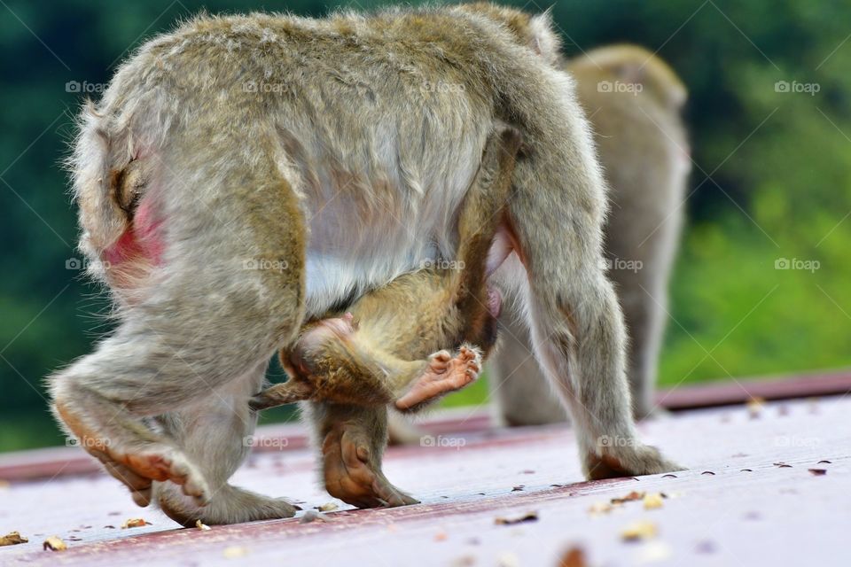 Japanese macaque