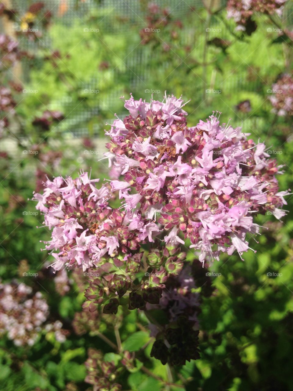 Purple oregano flowers