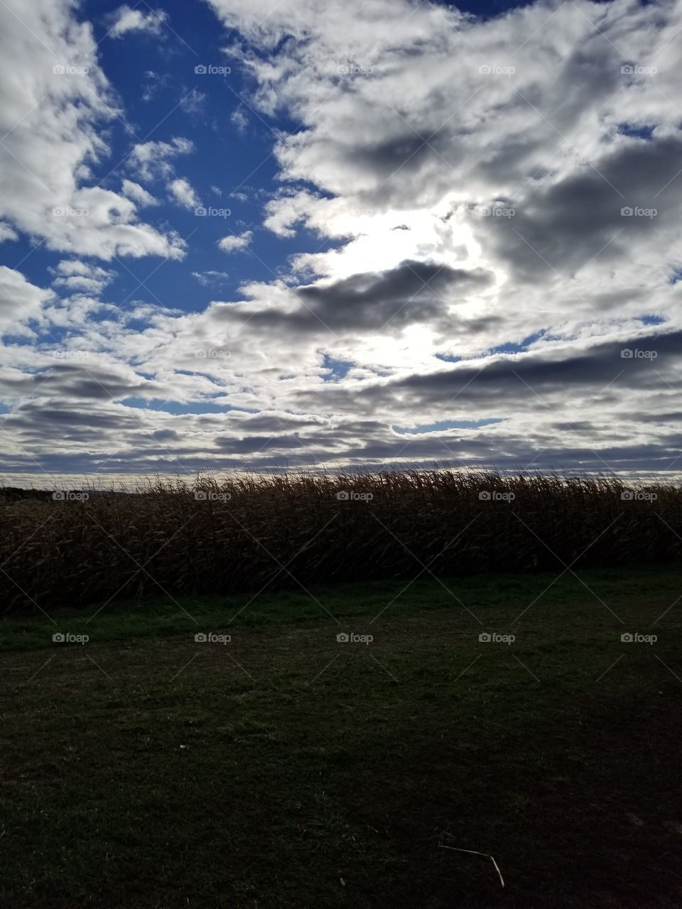 sky over corn fields