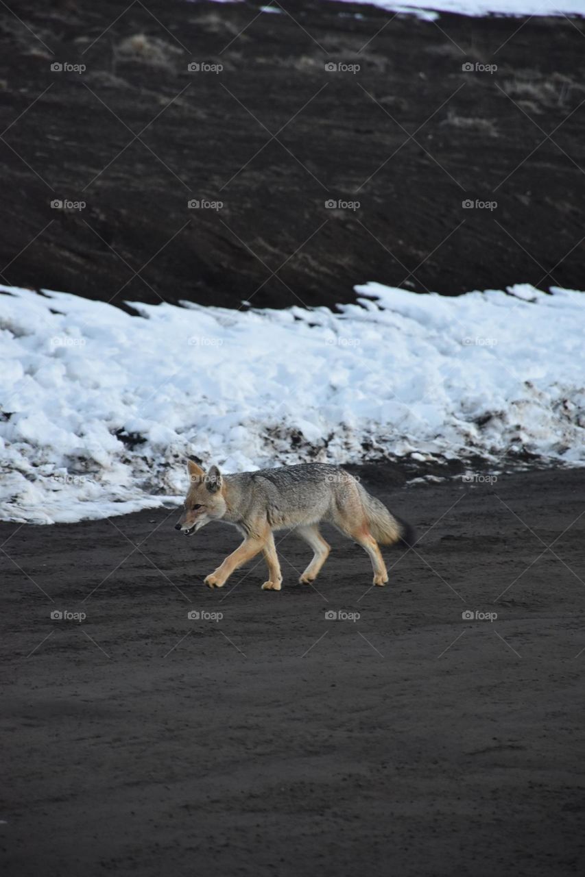 A fox walking in a snow place. Wildlife. 