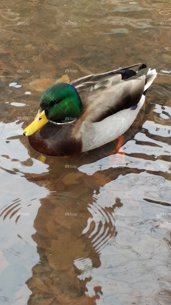 High angle view of mallard duck