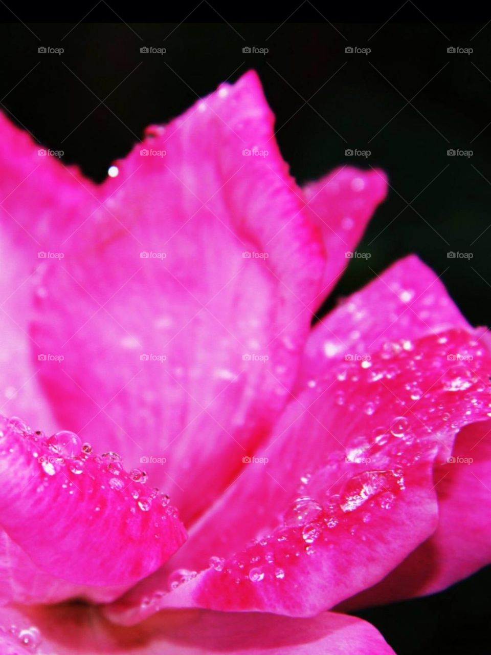 landscape flowers garden pink by OstensiblyCilla