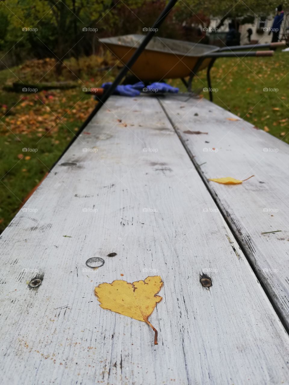 A yellow fallen leaf of heart shape on a white painted bench in the garden. On the other side of the seat the blue gloves, a rake leaning and a wheelbarrow. In the background a person and apple trees.