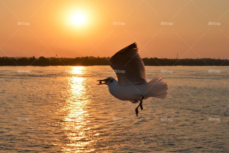 Seagull carrying its food at sunset 
