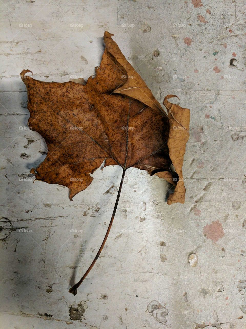 fallen leaf