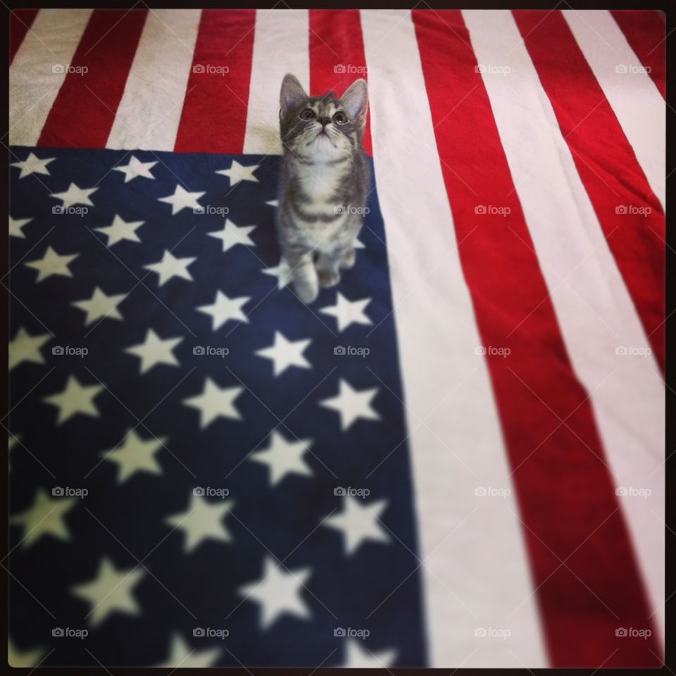 Patriot cat