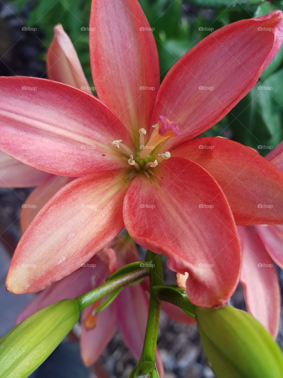 lilies macro shot