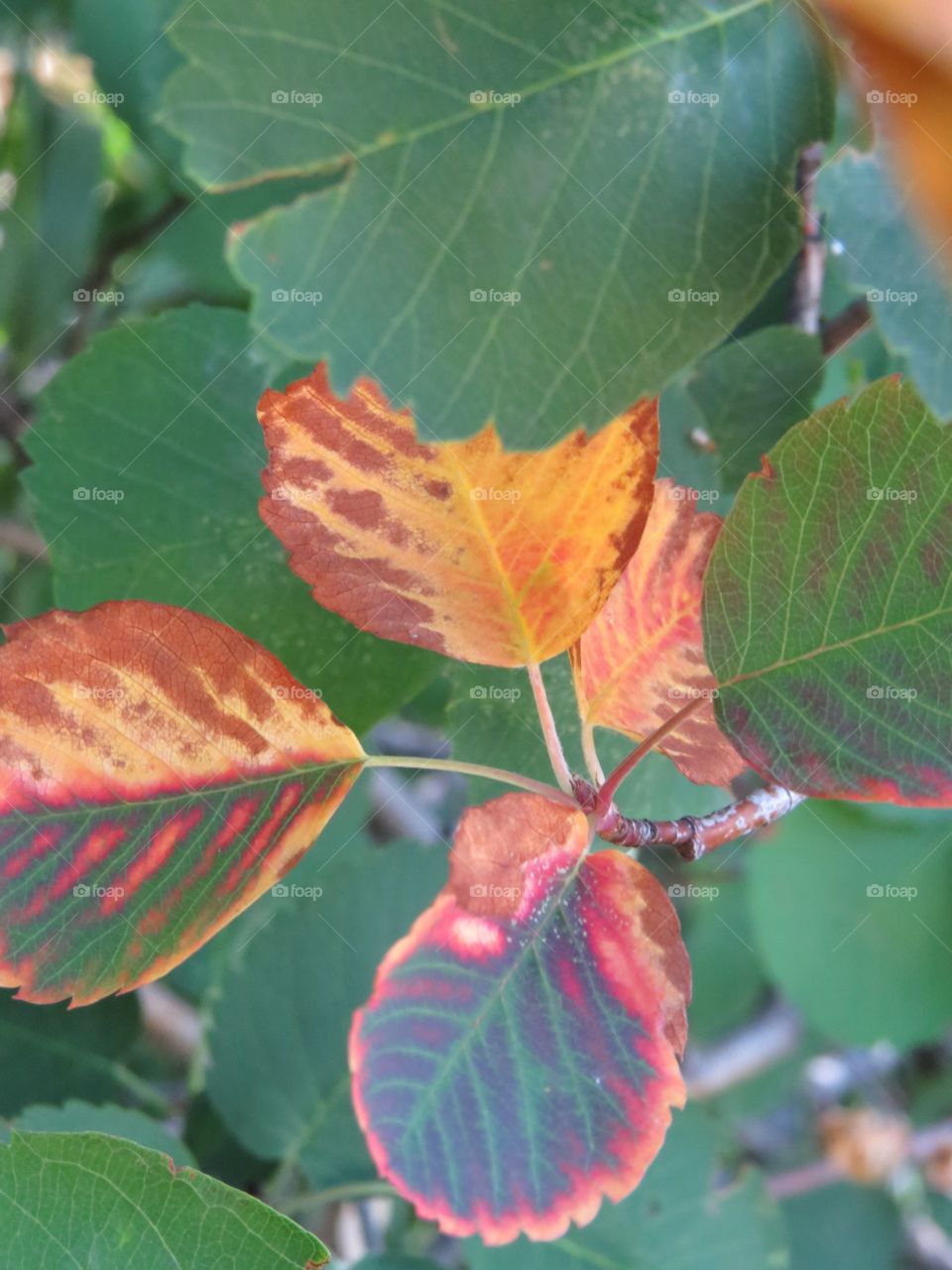 Interesting coloured leaves