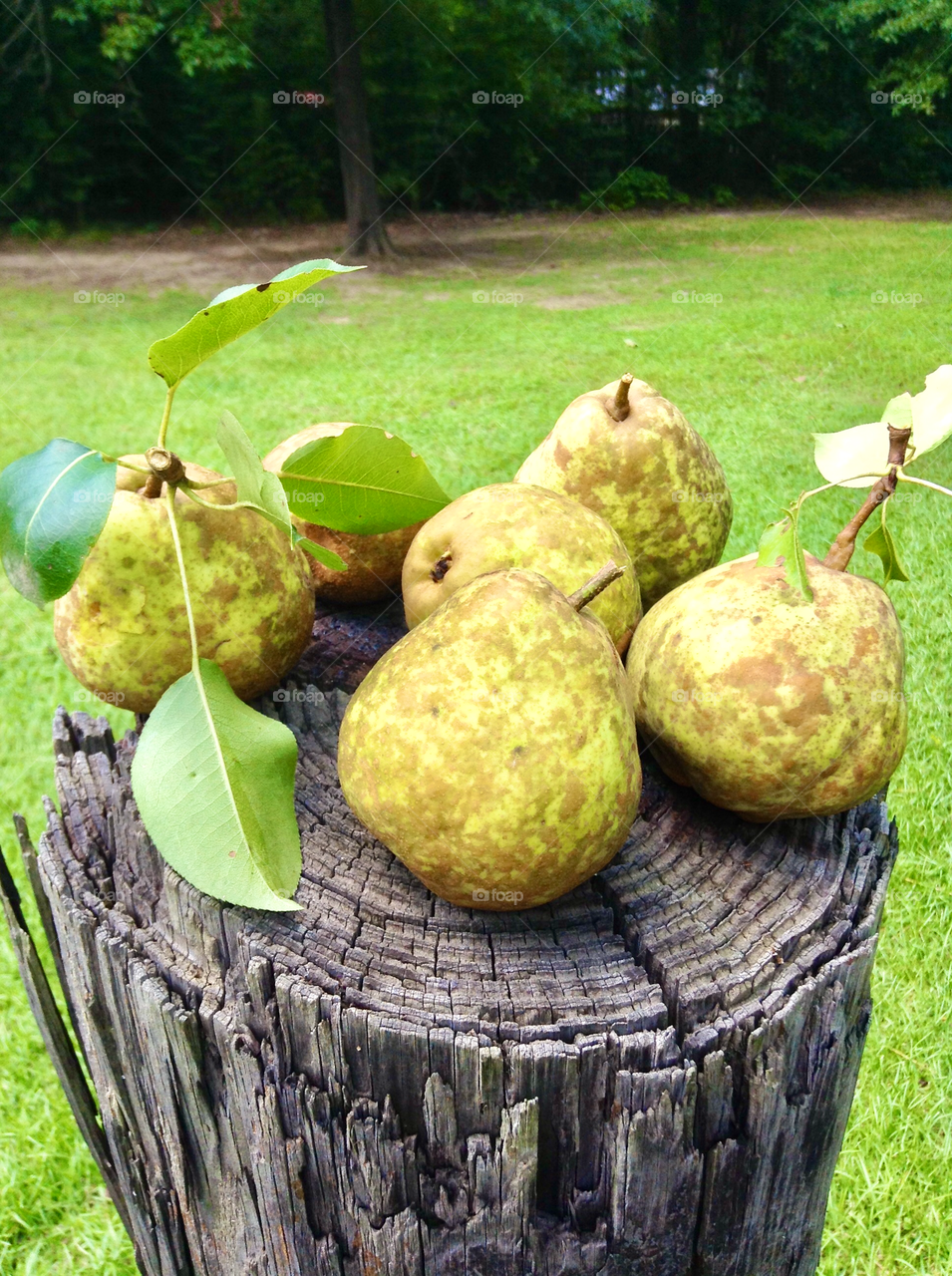 Freshly picked pears.
