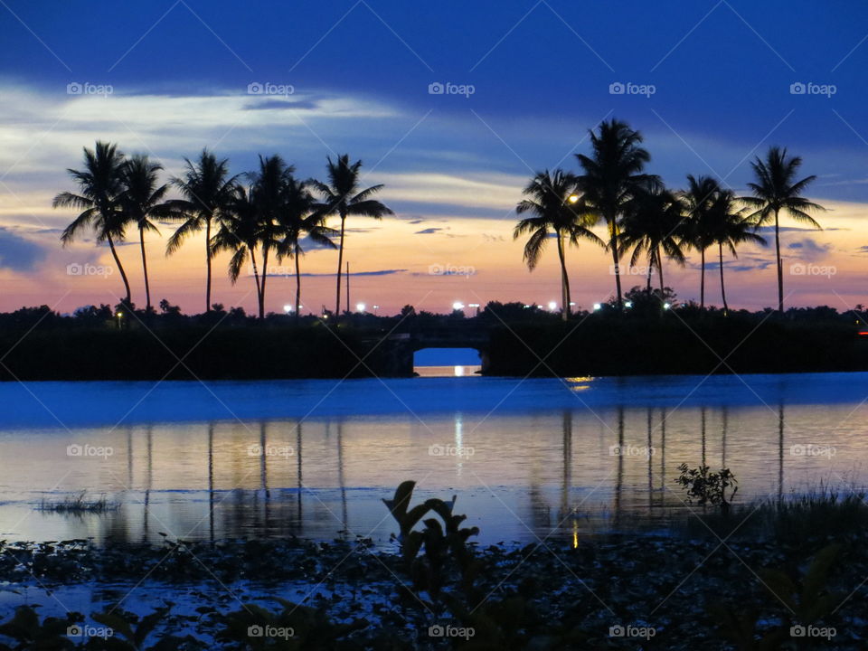 Blue hour sunset palms