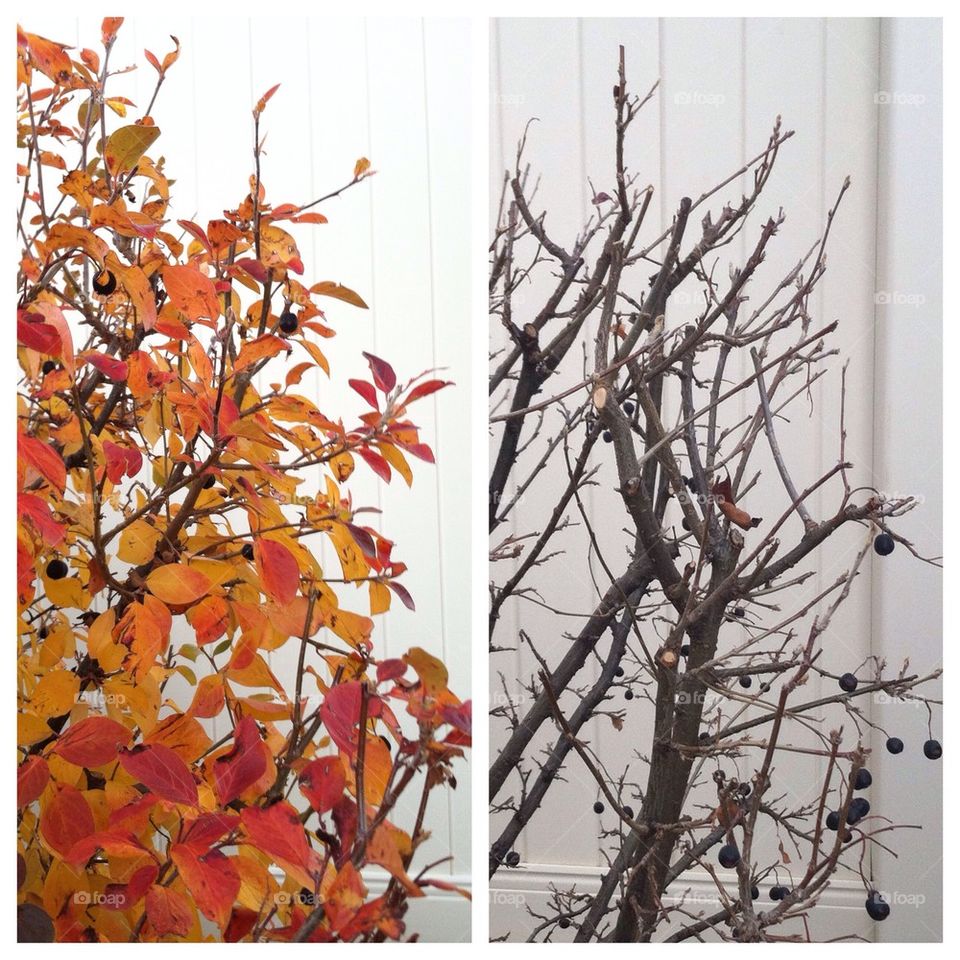 Fall vs Winter