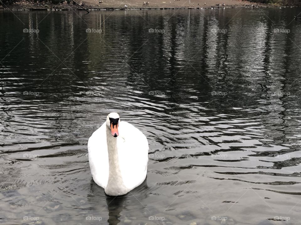 Swan