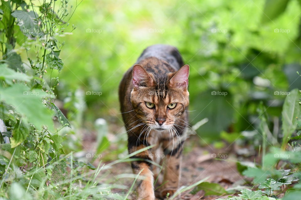 cat walk in my garden