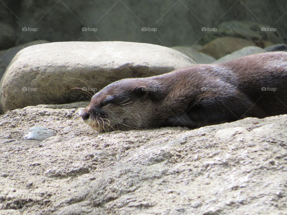 Sleeping otter at the Smithsonian National Zoological Park in Washington DC