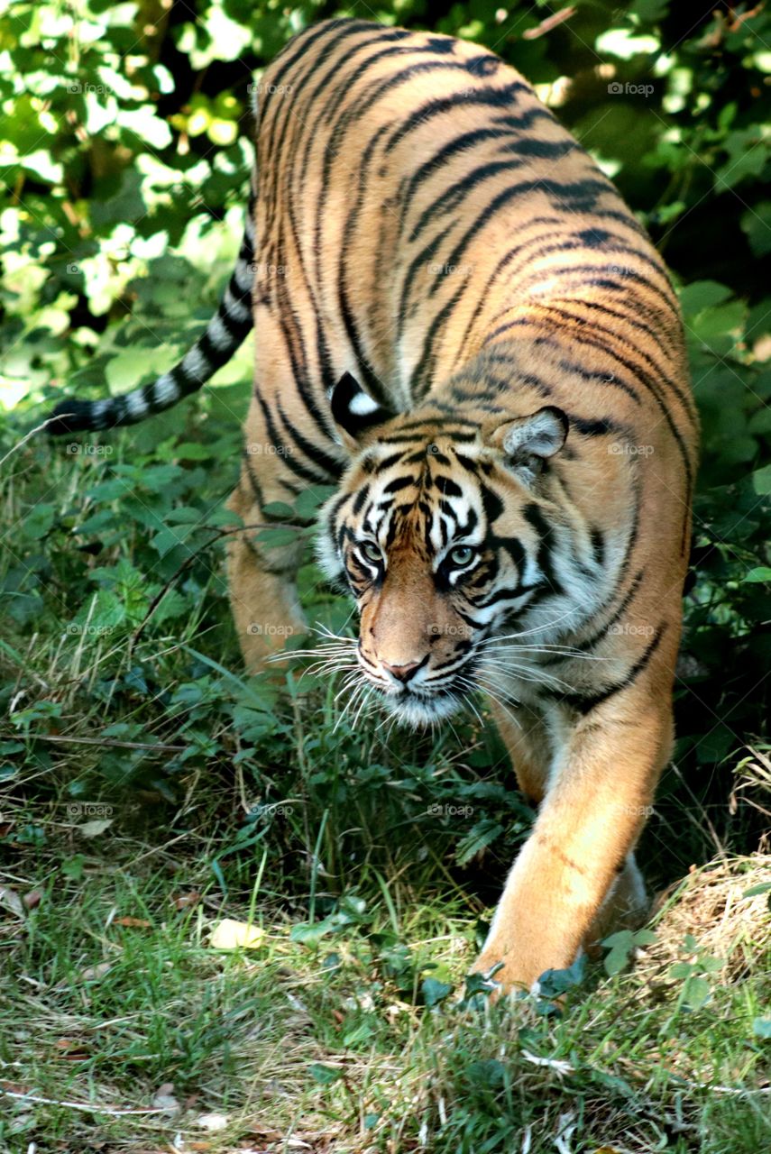 Animals, tiger, cat, wild,