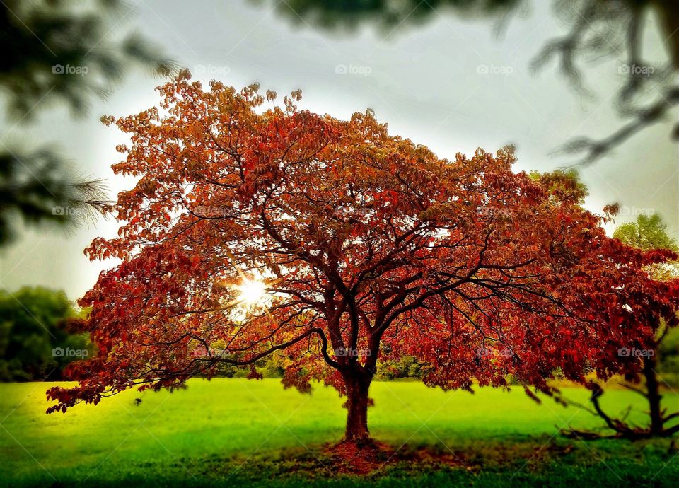 Blazing Autumn colors. . A single tree blazes with fall foliage. 