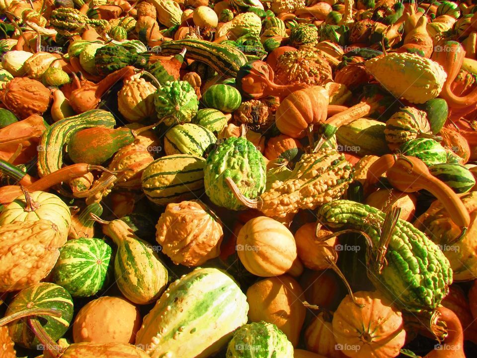 Pumpkins and gourds in abundance