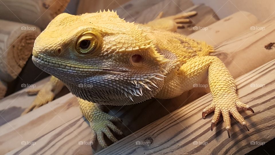 Bearded dragon.
