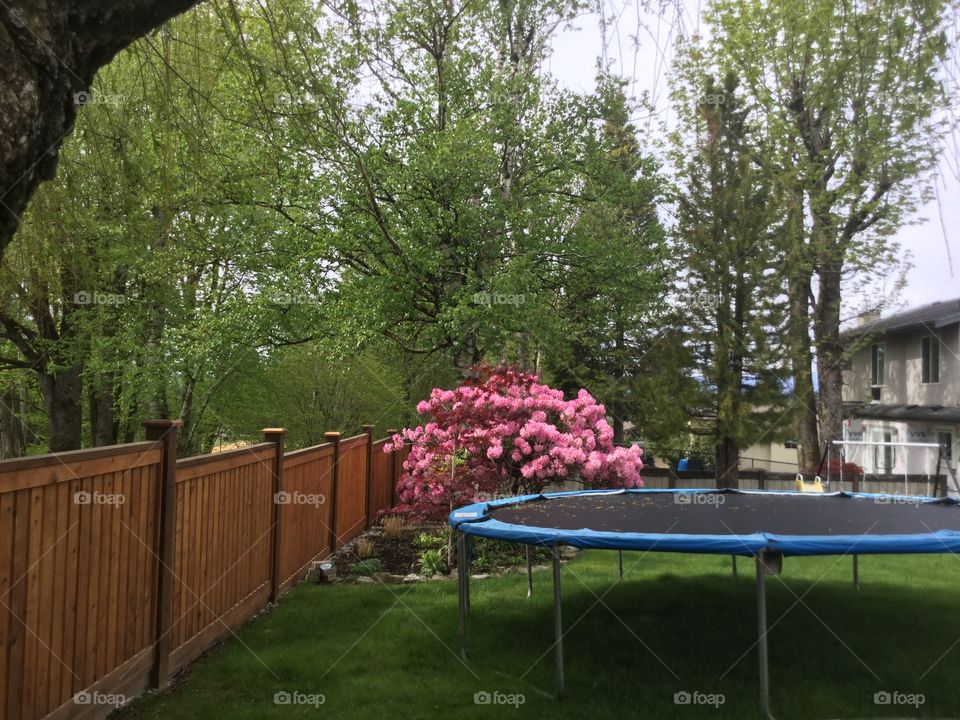 Pink Hydrangea in a Garden 