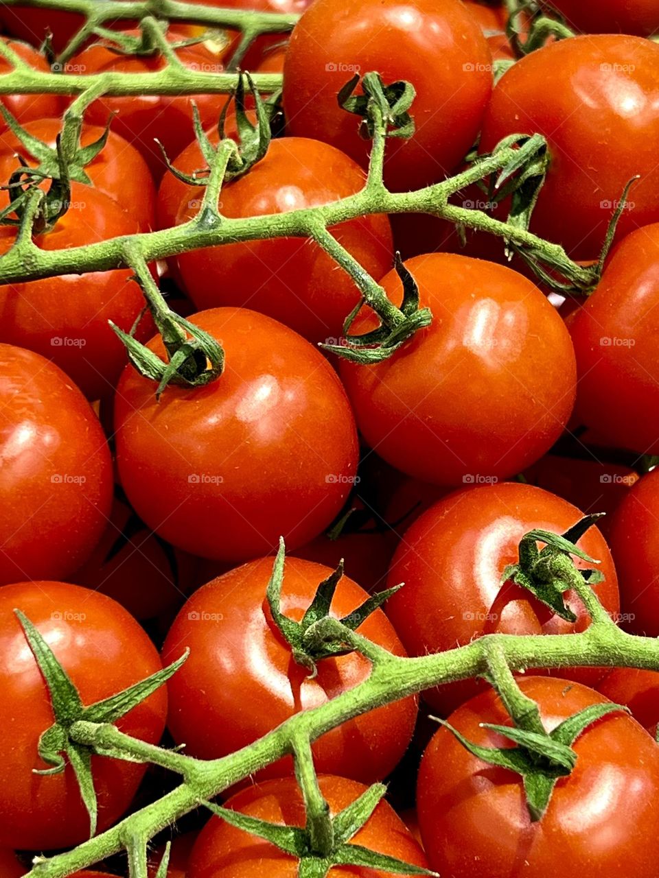 Bright red tomatoes on a branch shot close-up. tomatoes.