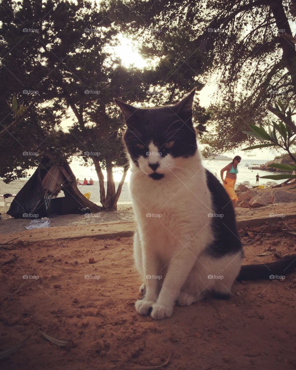 Ibiza beach cat