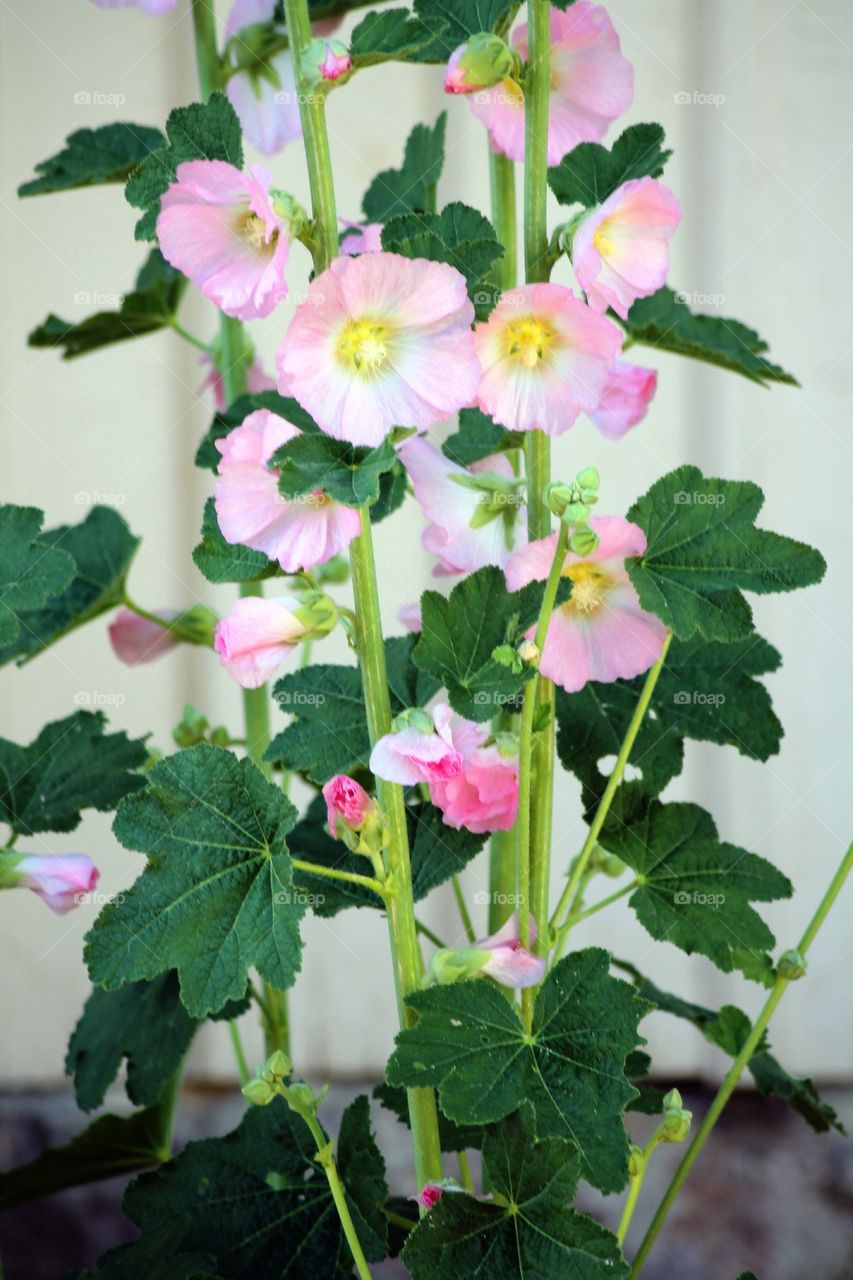 Alcea Rocea