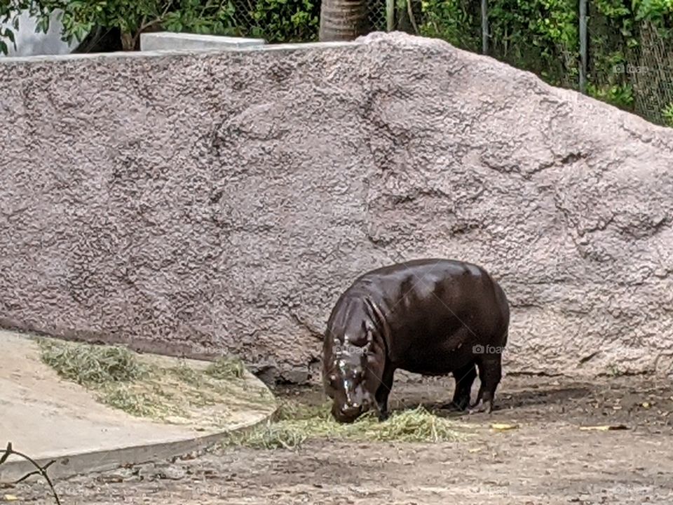 Pygmy Hippo at Zoo Miami