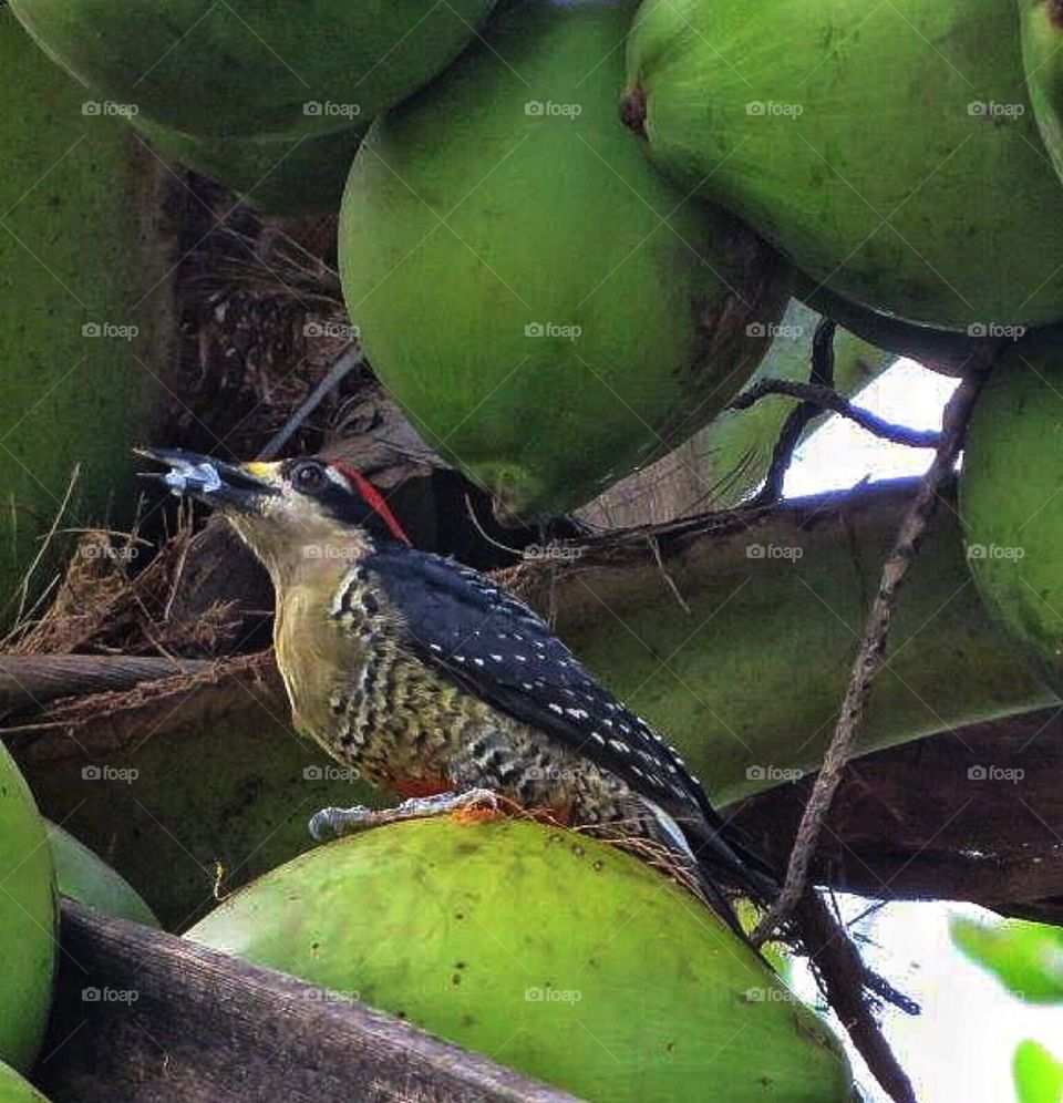 Woodpecker on a coconut