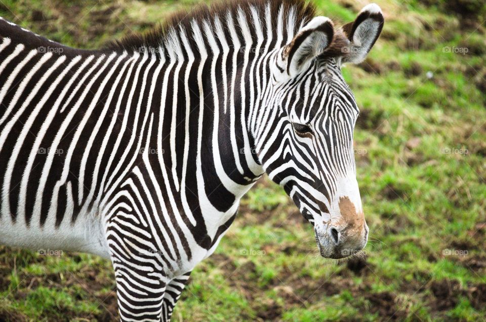 Zebra standing strong