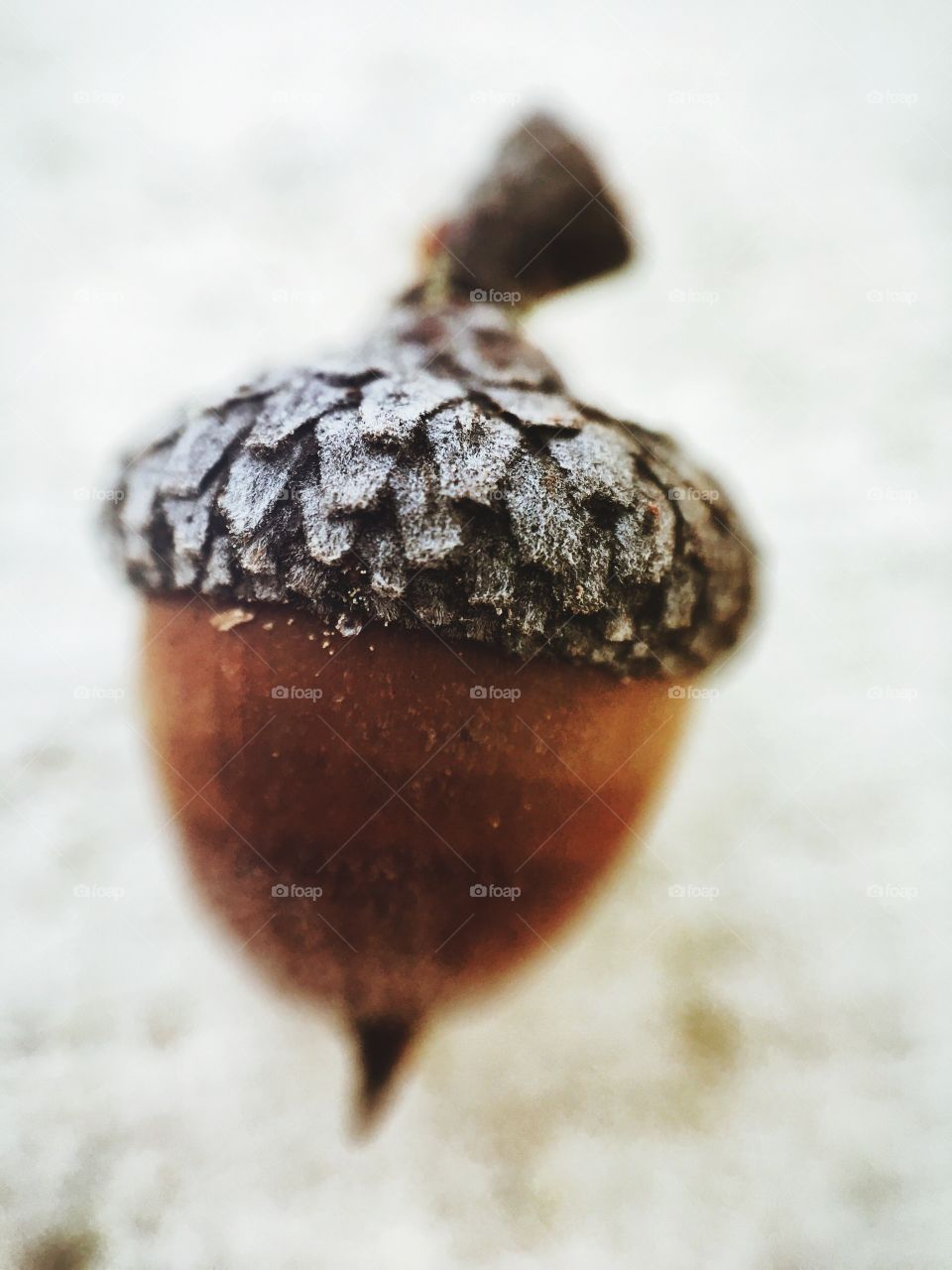 Macro shot of an Acorn