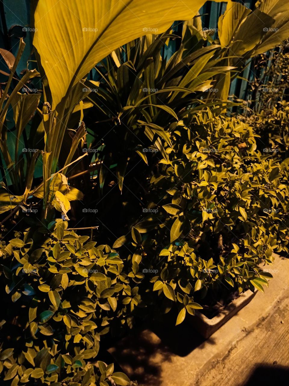 the trees at the environment in very early morning