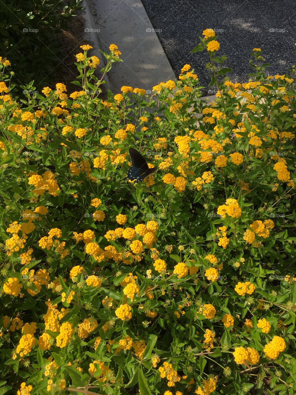 A dark, blue butterfly stops for a moment on a large bush full of bright, yellow flowers.