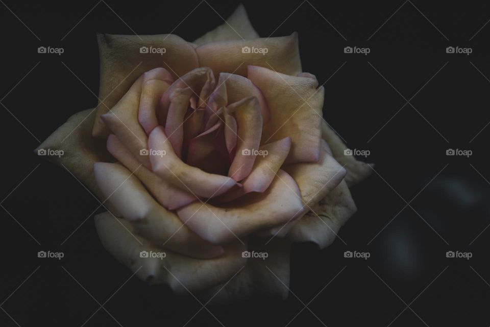 one rose says more than the dozen ♥️