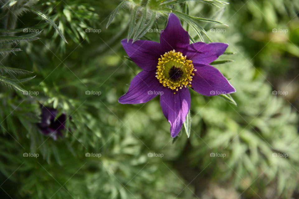 Jardín botánico, Madrid