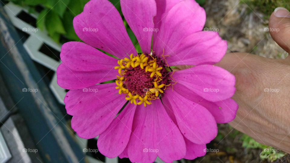 Zinnia