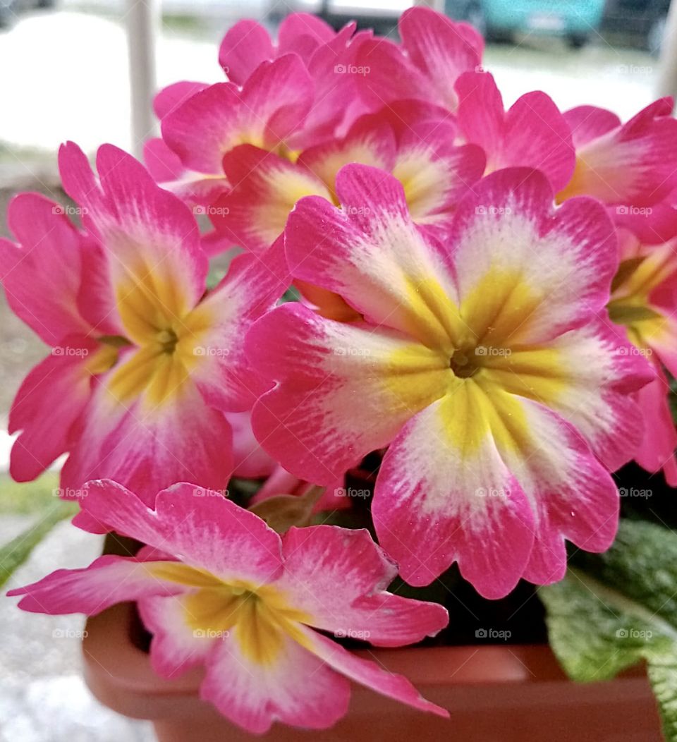 Pink colorful flower 🌸