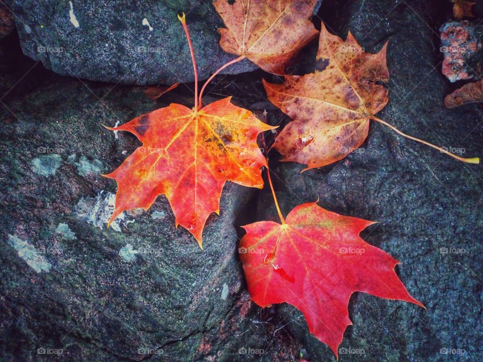 Maple leafs on a rock wall