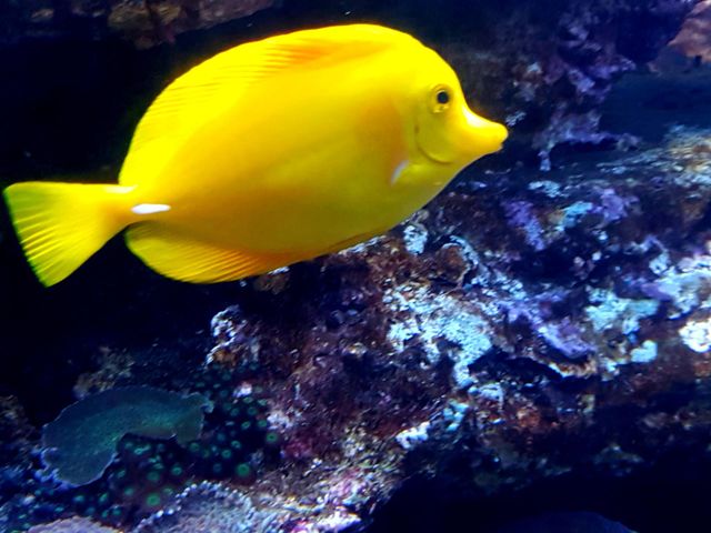 Durban fish