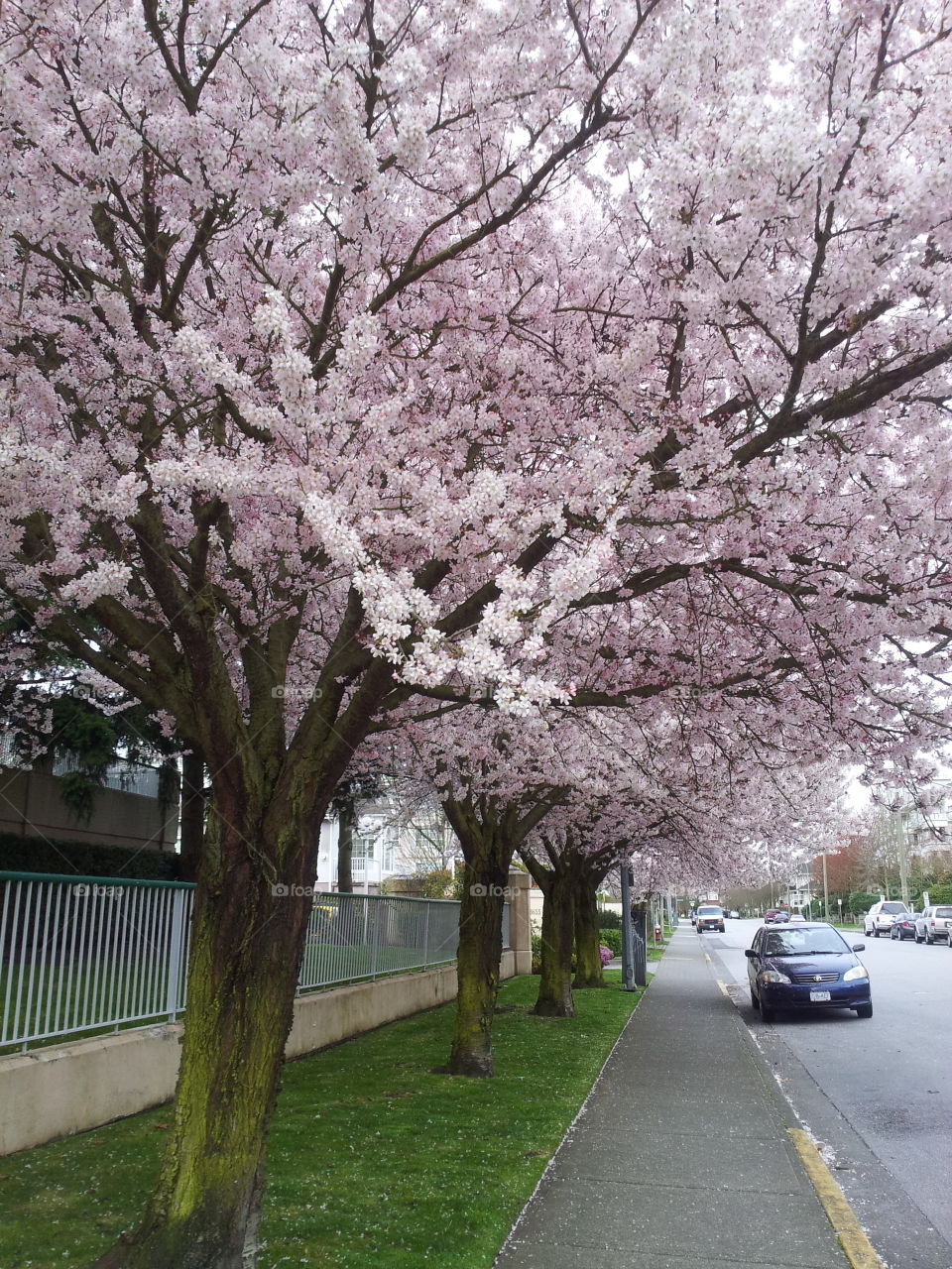 Cherry Blossoms in Jones Road