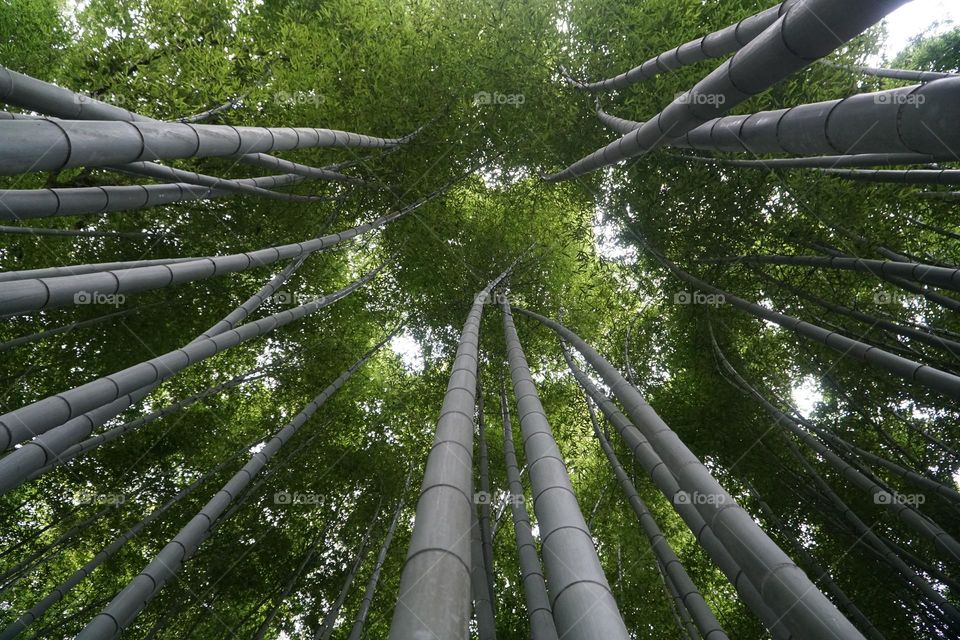 Bamboo forest