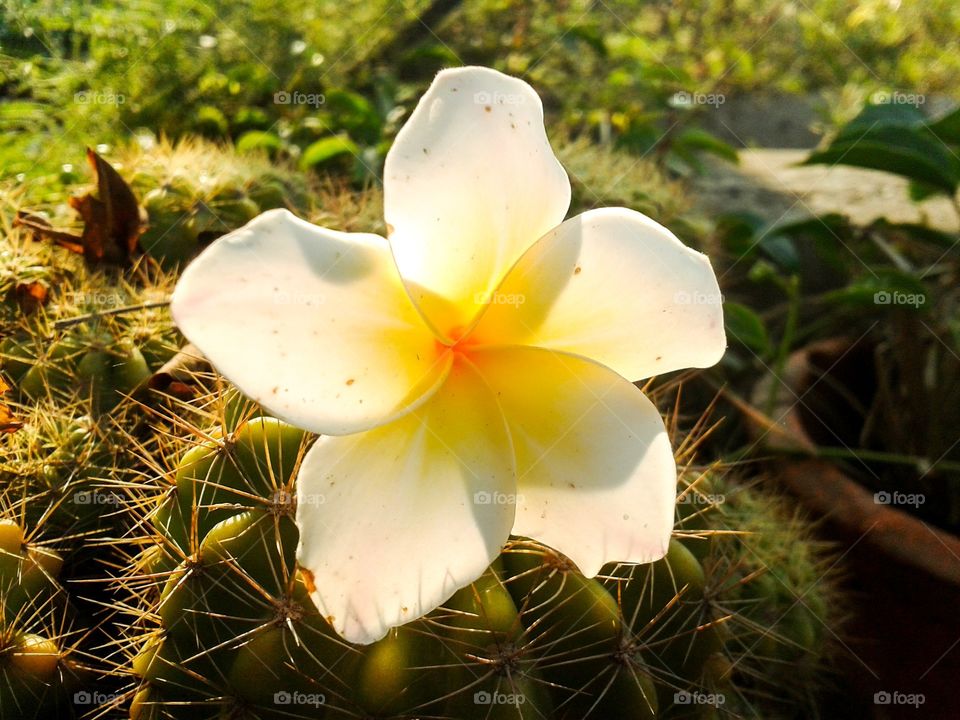 plumeria flower . flower on cactus