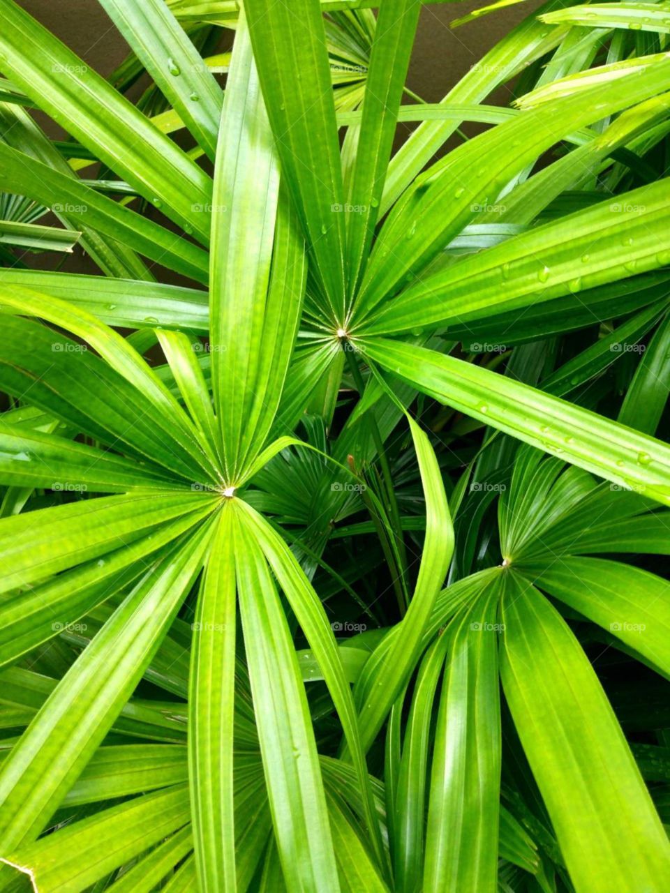 Rain Forest in Tropical of Thailand