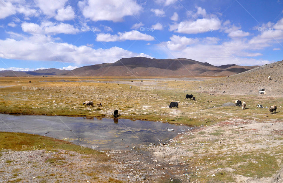yaks in the tibetan fields