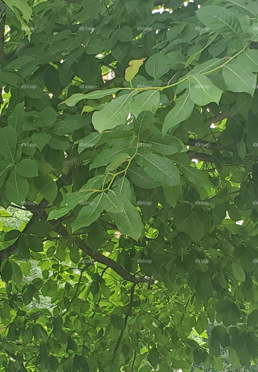 Green tree leaves