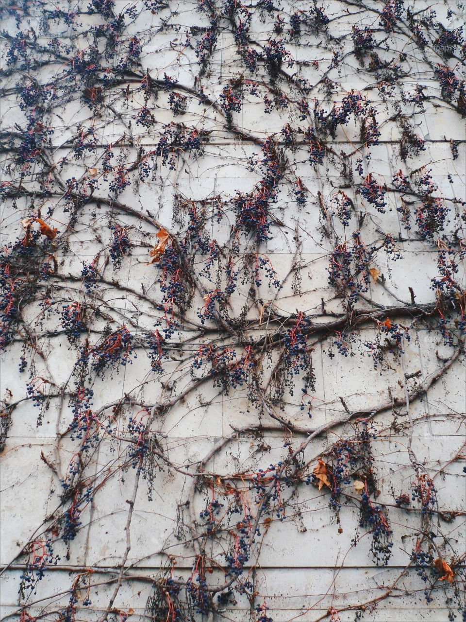 wild grapes braids the wall of the building