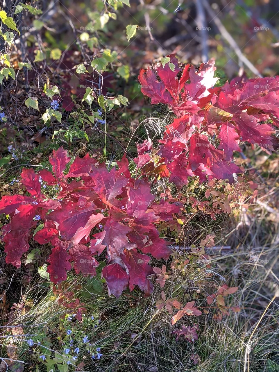 Maple plant