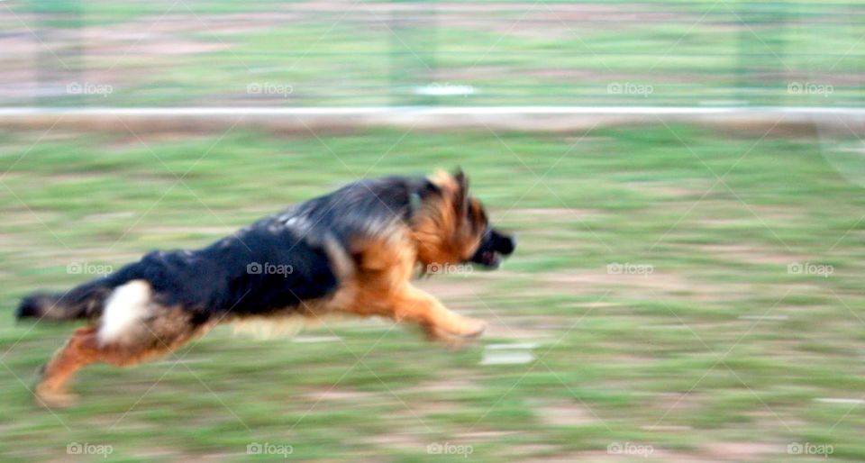 "Run faster. Bark louder." My dogs life moto