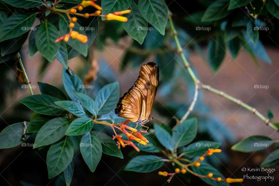 Butterfly on leaf