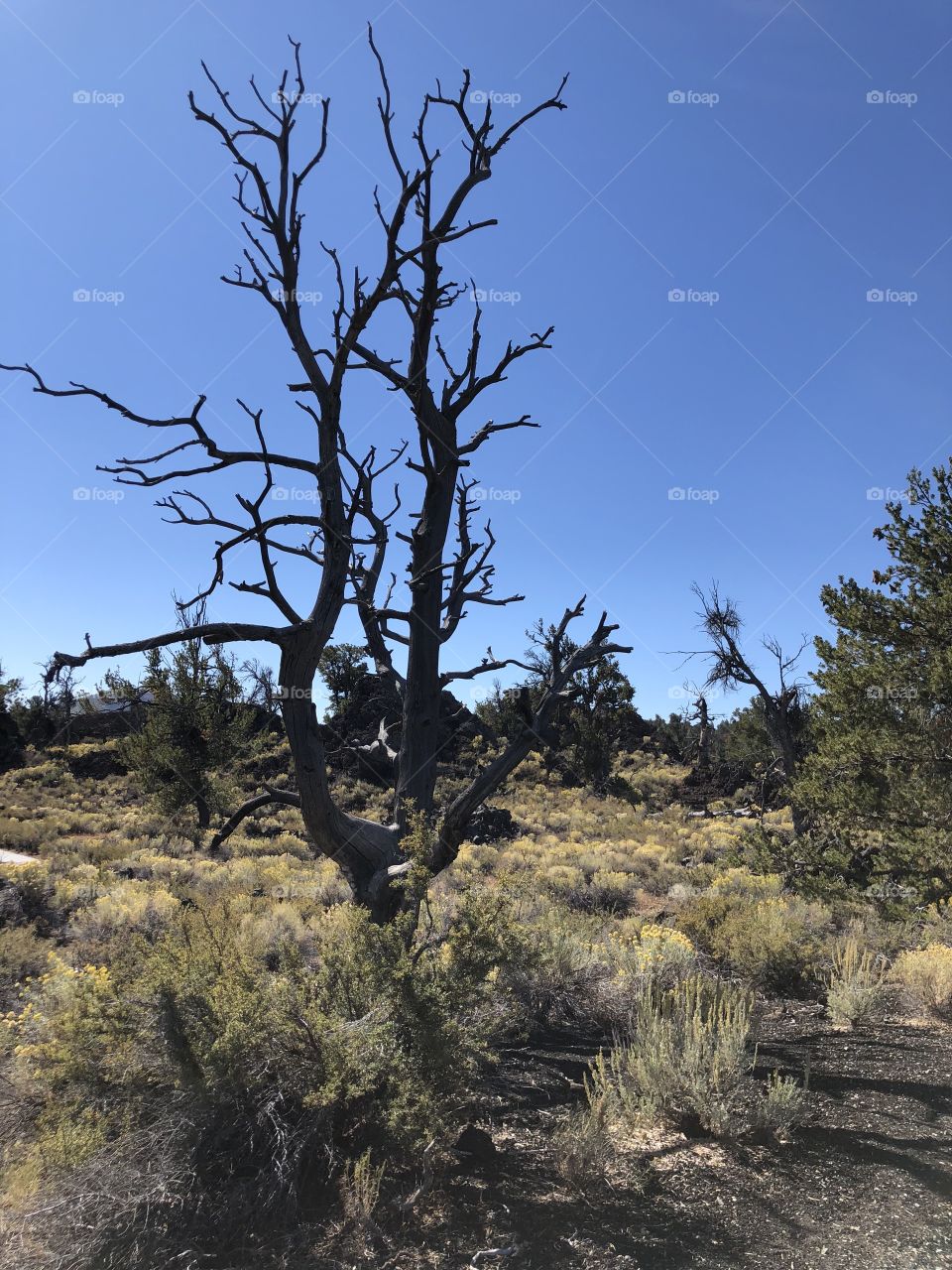 Dead tree at Craters of the Moon
