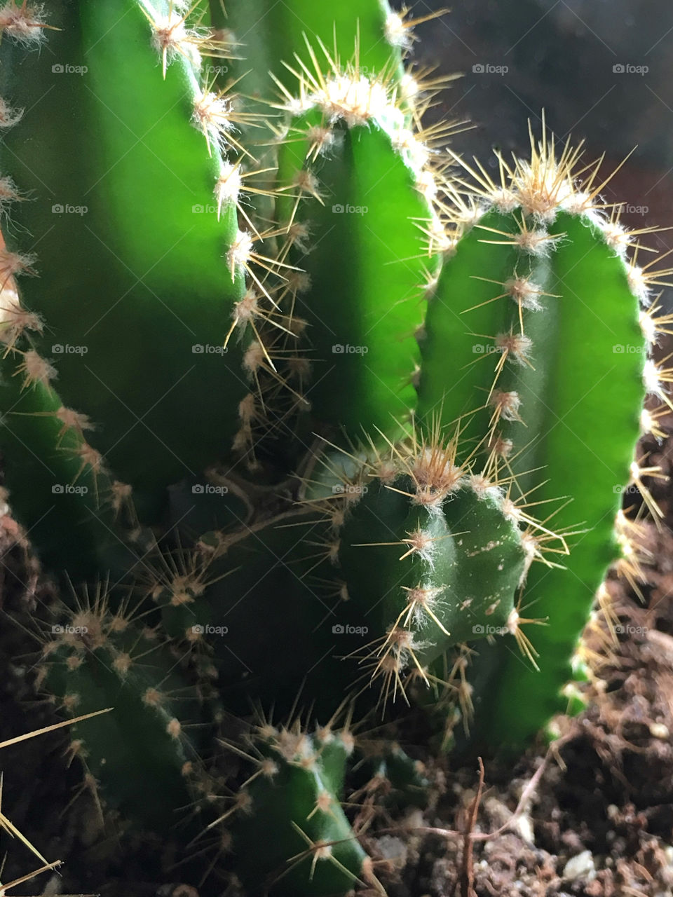 Cactus, succulent 